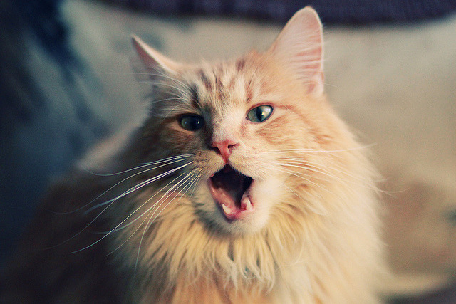 奥运资格赛中国拳击队斩获三张门票，奥运会中国拳击怎么样